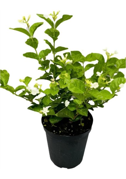 Kartopu Viburnum 1 Adet+Kokulu Ful Yasemin 1 Adet+Yaprak Güzeli Hediye Bahçe Bitkisi