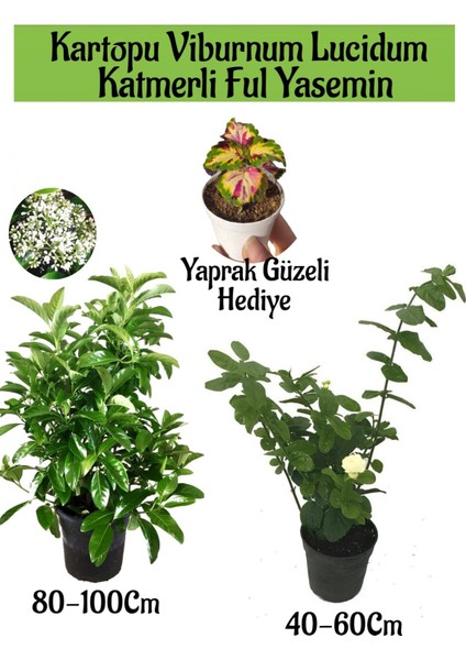 Kartopu Viburnum 1 Adet+Katmerli Ful Yasemin 1 Adet+Yaprak Güzeli Hediye Bahçe Bitkisi