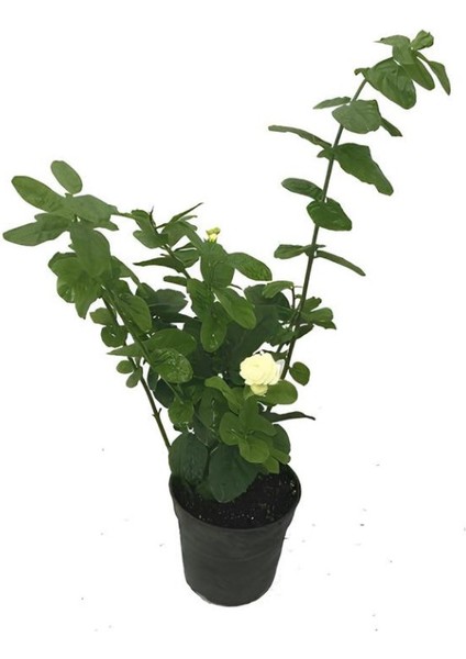Kartopu Viburnum 1 Adet+Katmerli Ful Yasemin 1 Adet+Yaprak Güzeli Hediye Bahçe Bitkisi