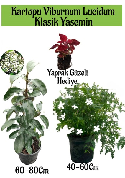 Kartopu Viburnum 1 Adet+Klasik Izmir Yasemini 1 Adet+Yaprak Güzeli Hediye Bahçe Bitkisi