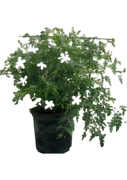 Kartopu Viburnum 1 Adet+Klasik Izmir Yasemini 1 Adet+Yaprak Güzeli Hediye Bahçe Bitkisi
