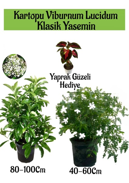Kartopu Viburnum 1 Adet+Klasik Izmir Yasemini 1 Adet+Yaprak Güzeli Hediye Bahçe Bitkisi