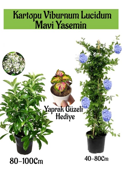 Kartopu Viburnum 1 Adet+Mavi Yasemin Çiçeği1 Adet+Yaprak Güzeli Hediye Bahçe Bitkisi