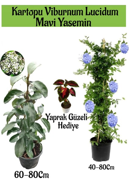 Kartopu Viburnum 1 Adet+Mavi Yasemin Çiçeği1 Adet+Yaprak Güzeli Hediye Bahçe Bitkisi