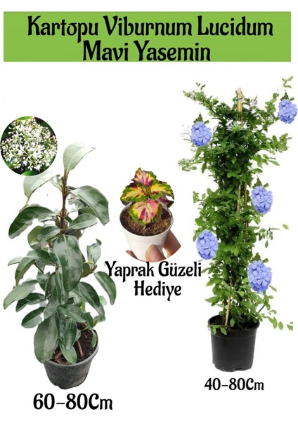 Kartopu Viburnum 1 Adet+Mavi Yasemin Çiçeği1 Adet+Yaprak Güzeli Hediye Bahçe Bitkisi