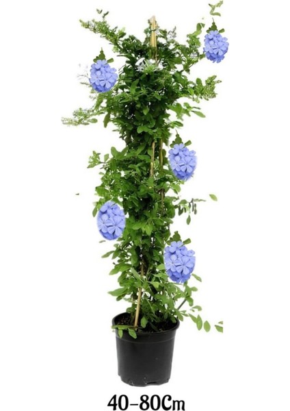 Kartopu Viburnum 1 Adet+Mavi Yasemin Çiçeği1 Adet+Yaprak Güzeli Hediye Bahçe Bitkisi