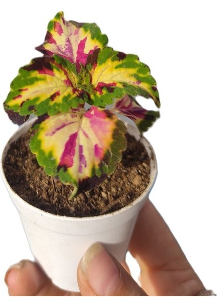 Kartopu Viburnum 1 Adet+Mavi Yasemin Çiçeği1 Adet+Yaprak Güzeli Hediye Bahçe Bitkisi