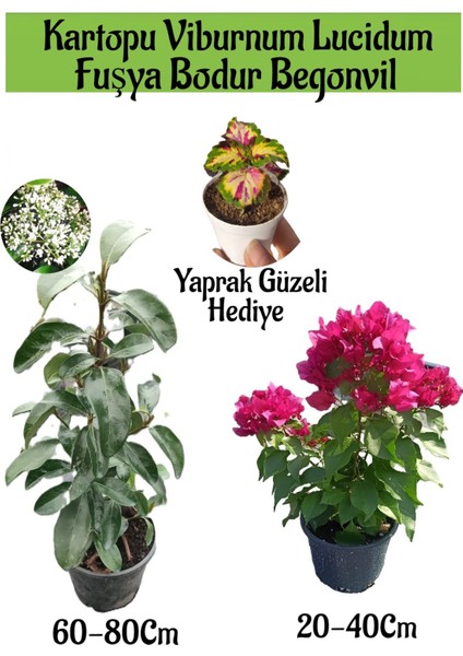 Kartopu Viburnum 1 Adet+Fuşya Bodur Begonvil1 Adet+Yaprak Güzeli Hediye Bahçe Bitkisi