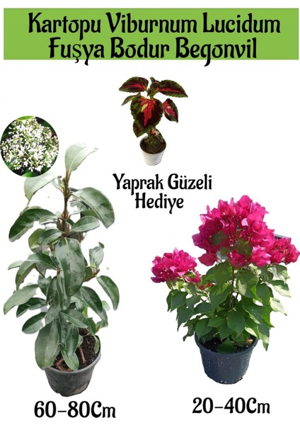 Kartopu Viburnum 1 Adet+Fuşya Bodur Begonvil1 Adet+Yaprak Güzeli Hediye Bahçe Bitkisi