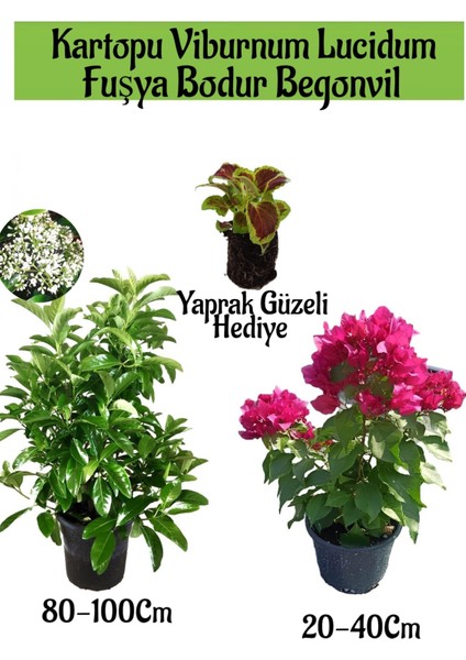 Kartopu Viburnum 1 Adet+Fuşya Bodur Begonvil1 Adet+Yaprak Güzeli Hediye Bahçe Bitkisi