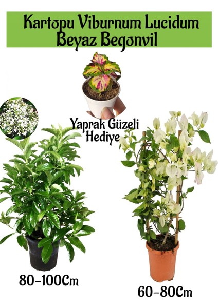 Kartopu Viburnum 1 Adet+Beyaz Begonvil 1 Adet+Yaprak Güzeli Hediye Bahçe Bitkisi