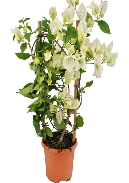 Kartopu Viburnum 1 Adet+Beyaz Begonvil 1 Adet+Yaprak Güzeli Hediye Bahçe Bitkisi