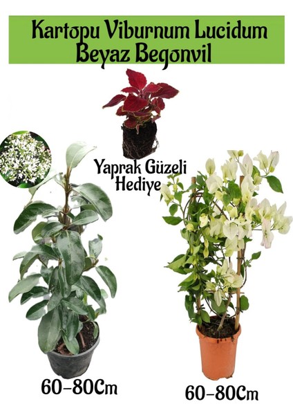 Kartopu Viburnum 1 Adet+Beyaz Begonvil 1 Adet+Yaprak Güzeli Hediye Bahçe Bitkisi