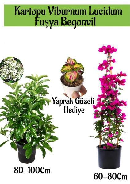 Kartopu Viburnum 1 Adet+Fuşya Begonvil 1 Adet+Yaprak Güzeli Hediye Bahçe Bitkisi