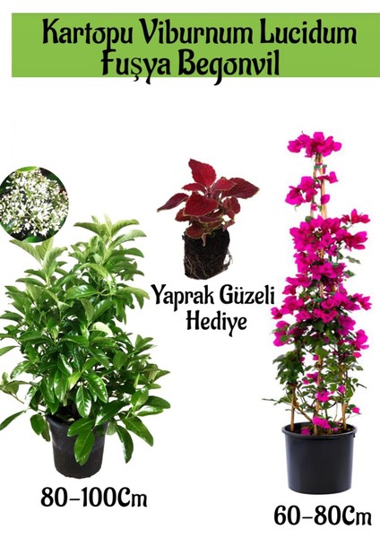 Kartopu Viburnum 1 Adet+Fuşya Begonvil 1 Adet+Yaprak Güzeli Hediye Bahçe Bitkisi