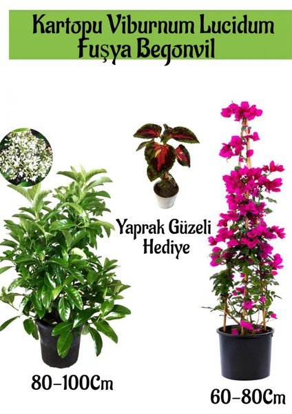 Kartopu Viburnum 1 Adet+Fuşya Begonvil 1 Adet+Yaprak Güzeli Hediye Bahçe Bitkisi
