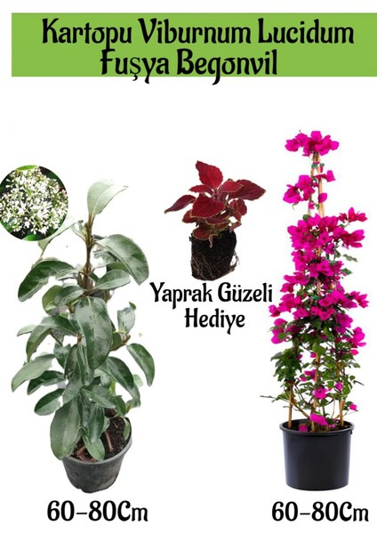 Kartopu Viburnum 1 Adet+Fuşya Begonvil 1 Adet+Yaprak Güzeli Hediye Bahçe Bitkisi
