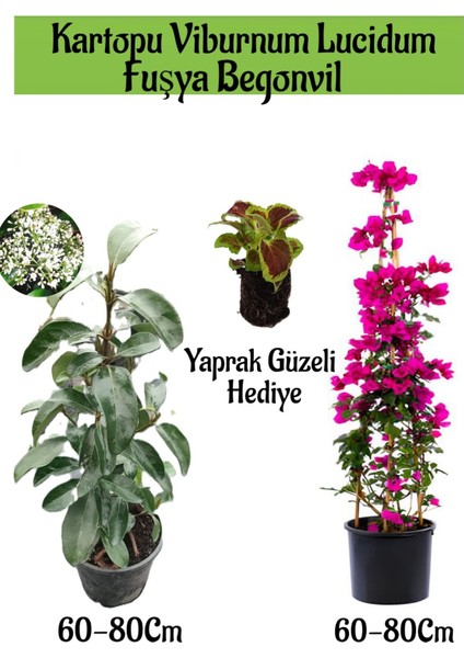 Kartopu Viburnum 1 Adet+Fuşya Begonvil 1 Adet+Yaprak Güzeli Hediye Bahçe Bitkisi