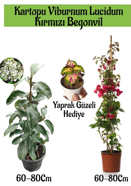 Kartopu Viburnum 1 Adet+Kırmızı Begonvil 1 Adet+Yaprak Güzeli Hediye Bahçe Bitkisi