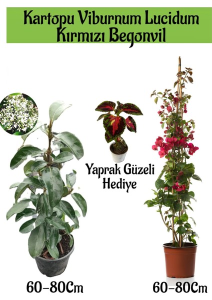 Kartopu Viburnum 1 Adet+Kırmızı Begonvil 1 Adet+Yaprak Güzeli Hediye Bahçe Bitkisi