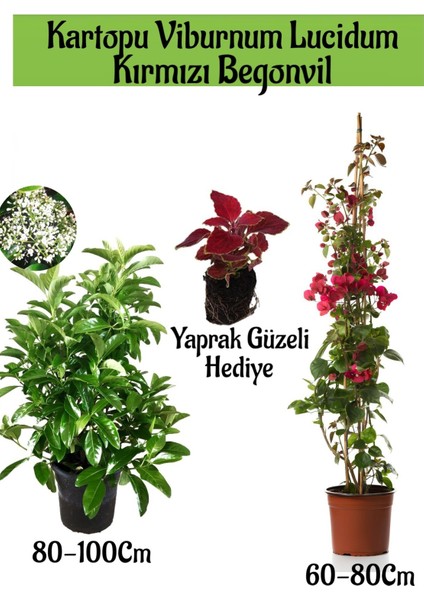 Kartopu Viburnum 1 Adet+Kırmızı Begonvil 1 Adet+Yaprak Güzeli Hediye Bahçe Bitkisi
