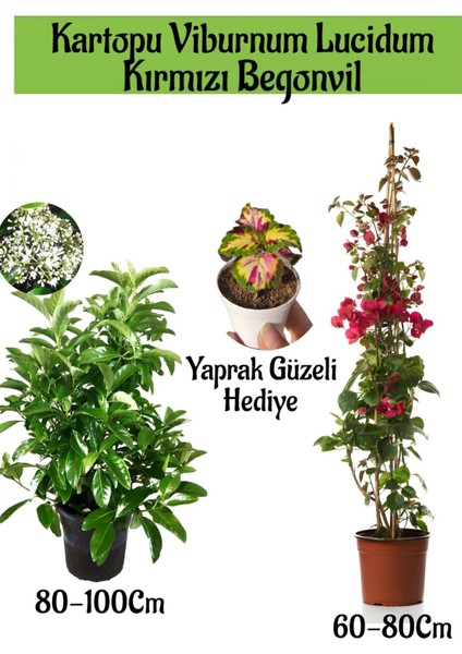 Kartopu Viburnum 1 Adet+Kırmızı Begonvil 1 Adet+Yaprak Güzeli Hediye Bahçe Bitkisi