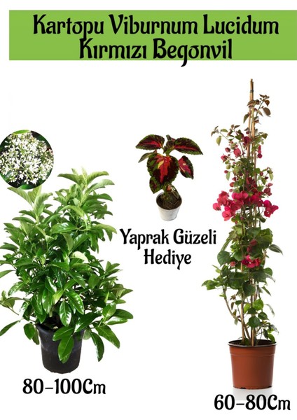 Kartopu Viburnum 1 Adet+Kırmızı Begonvil 1 Adet+Yaprak Güzeli Hediye Bahçe Bitkisi