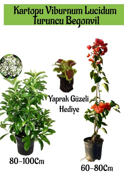 Kartopu Viburnum 1 Adet+Turuncu Begonvil 1 Adet+Yaprak Güzeli Hediye Bahçe Bitkisi