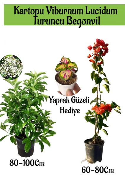Kartopu Viburnum 1 Adet+Turuncu Begonvil 1 Adet+Yaprak Güzeli Hediye Bahçe Bitkisi