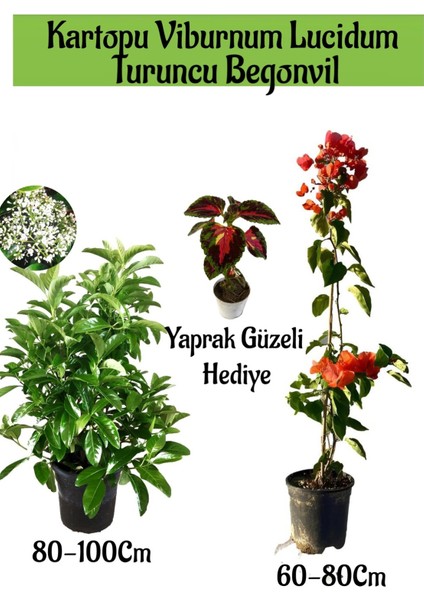 Kartopu Viburnum 1 Adet+Turuncu Begonvil 1 Adet+Yaprak Güzeli Hediye Bahçe Bitkisi