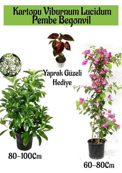 Kartopu Viburnum 1 Adet+Pembe Begonvil 1 Adet+Yaprak Güzeli Hediye Bahçe Bitkisi