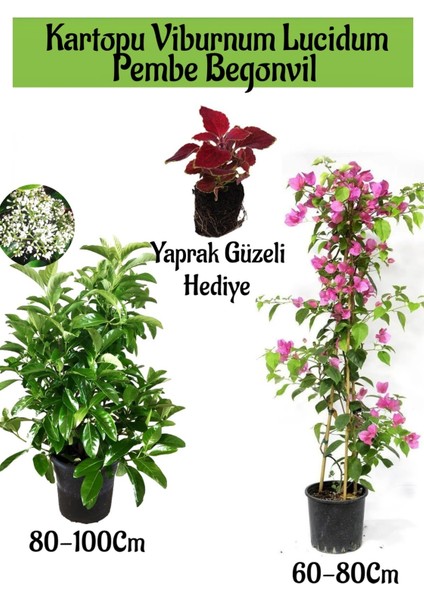 Kartopu Viburnum 1 Adet+Pembe Begonvil 1 Adet+Yaprak Güzeli Hediye Bahçe Bitkisi