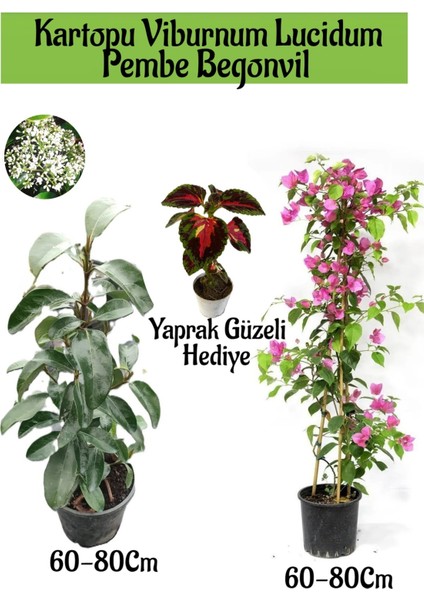 Kartopu Viburnum 1 Adet+Pembe Begonvil 1 Adet+Yaprak Güzeli Hediye Bahçe Bitkisi