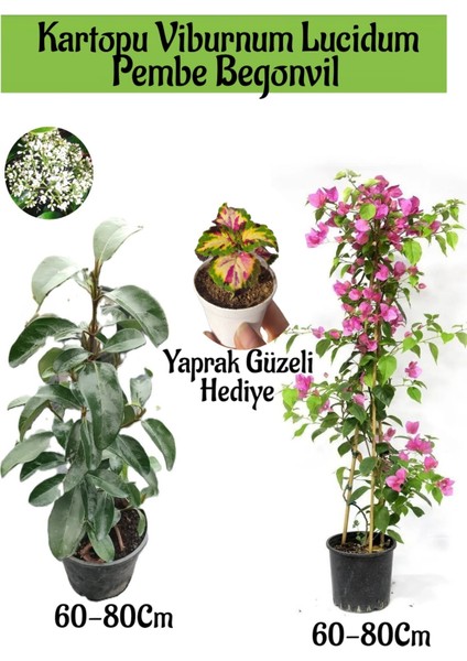 Kartopu Viburnum 1 Adet+Pembe Begonvil 1 Adet+Yaprak Güzeli Hediye Bahçe Bitkisi