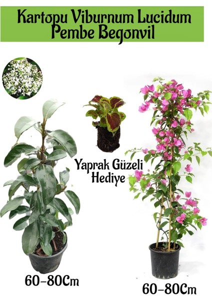 Kartopu Viburnum 1 Adet+Pembe Begonvil 1 Adet+Yaprak Güzeli Hediye Bahçe Bitkisi