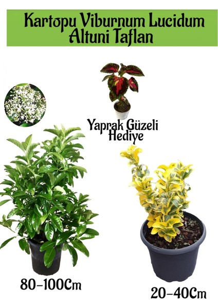 Kartopu Viburnum Lucidum 1 Adet+Altuni Taflan 1 Adet+Yaprak Güzeli Hediye Bahçe Bitkisi