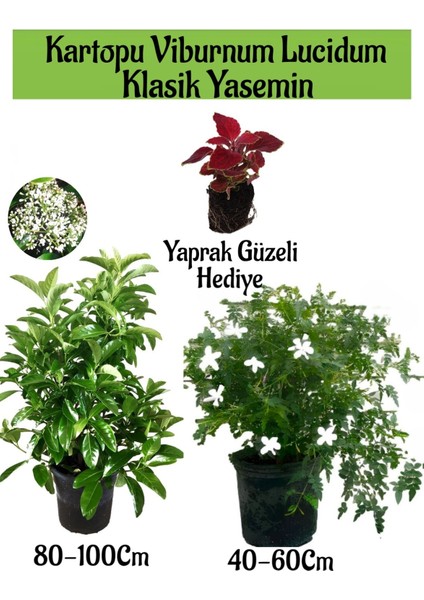 Kartopu Viburnum 1 Adet+Klasik Izmir Yasemini 1 Adet+Yaprak Güzeli Hediye Bahçe Bitkisi