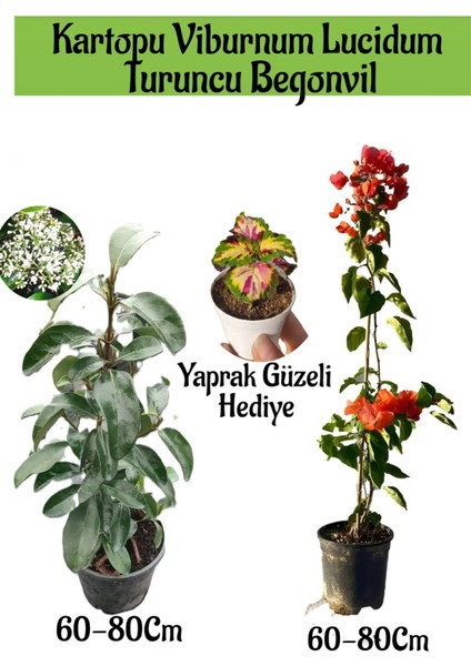 Kartopu Viburnum 1 Adet+Turuncu Begonvil 1 Adet+Yaprak Güzeli Hediye Bahçe Bitkisi