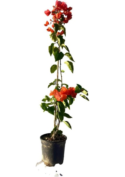 Kartopu Viburnum 1 Adet+Turuncu Begonvil 1 Adet+Yaprak Güzeli Hediye Bahçe Bitkisi modelleri