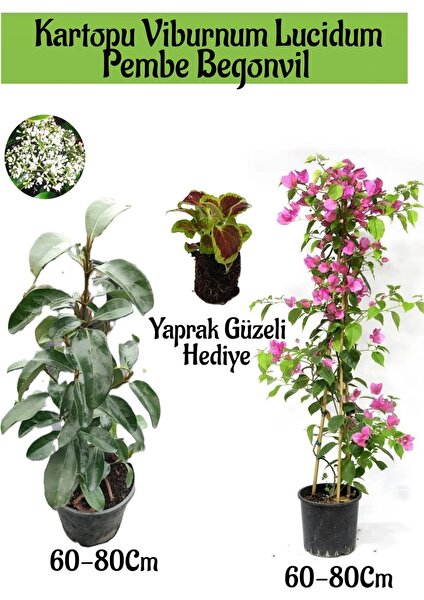 Serada Decor Plant Kartopu Viburnum 1 Adet+Pembe Begonvil 1 Adet+Yaprak Güzeli Hediye Bahçe Bitkisi