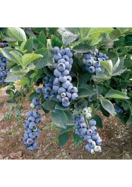 Yaban Mersini Fidanı Vaccinium Corymbosum Elliott, +3 Yaş, 40-60 Cm, Saksıda modelleri