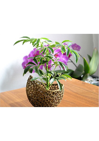 Voronoi Antik Gold Saksı 13 cm Çap fiyatları