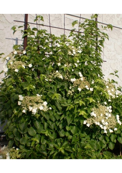 Sarmaşık Ortanca Hydrangea anomale Petiolaris, İTHAL, Saksıda