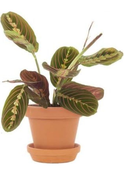 Dua Çiçeği Maranta 30 cm - Ezan Çiçeği Kalatya