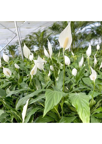 Fidan Burada Barış Çiçeği - Spathiphyllum Ruby Yeşil Saksılı 80-100cm