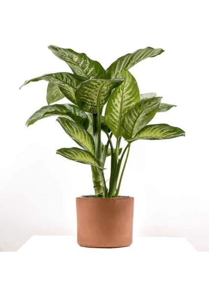 Difenbahya Bitkisi (Dieffenbachia Tropic Snow) Ruby Terra Cotta Saksılı 80-100 cm