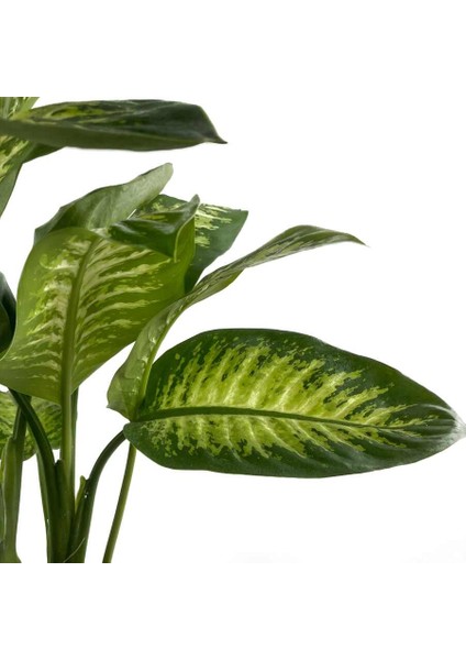 Difenbahya Bitkisi (Dieffenbachia Tropic Snow) Ruby Terra Cotta Saksılı 80-100 cm