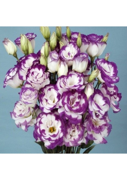 Katmerli S.blue Picotee Lisianthus Çiçeği Fidesi (10 Adet)