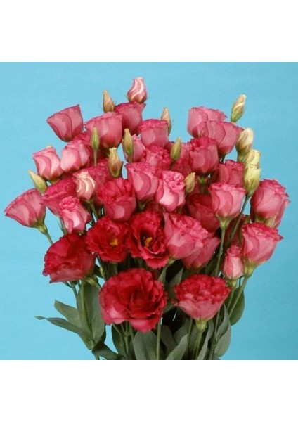 Katmerli Advantage Crimson Lisianthus Çiçeği Fidesi (3 Adet)