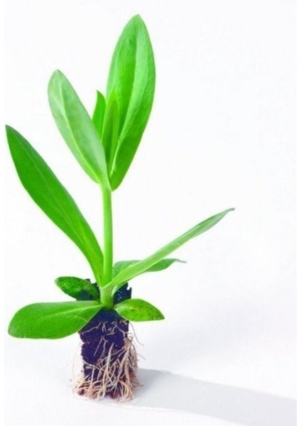 Katmerli Herous Lisianthus Çiçeği Fidesi (3 Adet)